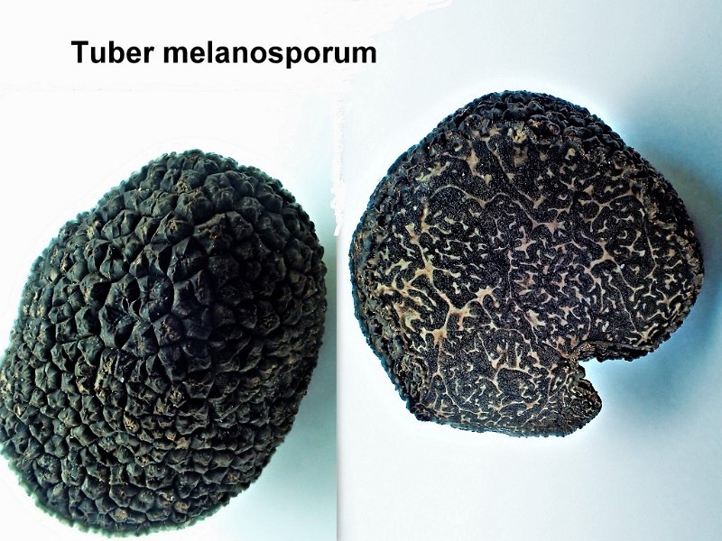Tuber melanosporum-amf1903.jpg